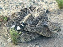 This rattlesnake was removed from a Foothills residence Wednesday by Rural/Metro Fire Department.