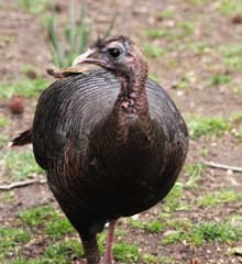 The Battery Park turkey.