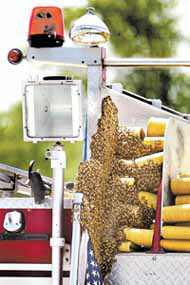 Bees cluster on a pumper truck parked in the lot at the former National store, now the home of Cummins Industrial Tools in Wood River