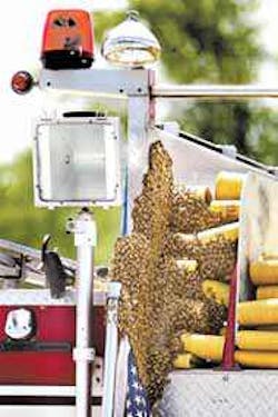 Bees cluster on a pumper truck parked in the lot at the former National store, now the home of Cummins Industrial Tools in Wood River Bees cluster on a pumper truck parked in the lot at the former National store, now the home of Cummins Industrial Tools in Wood River