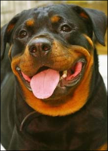 Boogey Baby. Her bark was no lark.