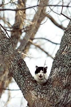 Little Mischief, a black and white cat who was stuck in a tree for four days, caused more than its share of mischief on Saturday morning when a would-be rescuer needed to be rescued himself from the branches 30 feet above Charles Street in Bangor.