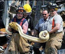 Hamilton, N.J. firefighters carry out an albino python, measuring about 15-feet in length, Wednesday, April 20, 2005, that survived a fire at an industrial plant in Hamilton, N.J. The snake, beloning to a person who worked at the factory, survived the fire that on Tuesday, destroyed the plant formerly owned by W.R. Grace Zonolite. Hamilton, N.J. firefighters carry out an albino python, measuring about 15-feet in length, Wednesday, April 20, 2005, that survived a fire at an industrial plant in Hamilton, N.J. The snake, beloning to a person who worked at the factory, survived the fire that on Tuesday, destroyed the plant formerly owned by W.R. Grace Zonolite.