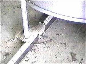 Firefighters found a dead rat and one that was alive at the Engine No. 10 firehouse.