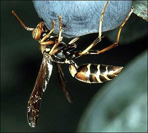This undated photo released by the U.S. Department of Agriculture via the forestryimages Web site shows a paper wasp, also known as a bald-faced hornet, clinging to a blueberry in the state of Georgia. The paper wasp is one of 40 species of insects that are attracted to flames or smoke. Firefighters are being warned of dangers of fire line insects, ranging from the nuisance of hundreds of pinching bark beetles crawling down shirt collars to severe allergic reactions known as anaphylactic shock, requiring emergency medical evacuation.