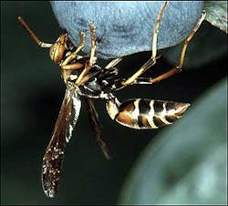 This undated photo released by the U.S. Department of Agriculture via the forestryimages Web site shows a paper wasp, also known as a bald-faced hornet, clinging to a blueberry in the state of Georgia. The paper wasp is one of 40 species of insects that are attracted to flames or smoke. Firefighters are being warned of dangers of fire line insects, ranging from the nuisance of hundreds of pinching bark beetles crawling down shirt collars to severe allergic reactions known as anaphylactic shock, requiring emergency medical evacuation. This undated photo released by the U.S. Department of Agriculture via the forestryimages Web site shows a paper wasp, also known as a bald-faced hornet, clinging to a blueberry in the state of Georgia. The paper wasp is one of 40 species of insects that are attracted to flames or smoke. Firefighters are being warned of dangers of fire line insects, ranging from the nuisance of hundreds of pinching bark beetles crawling down shirt collars to severe allergic reactions known as anaphylactic shock, requiring emergency medical evacuation.