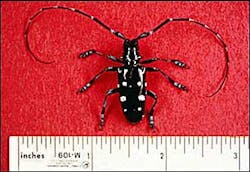 An Asian longhorned beetle is seen in an undated photo released by the U.S. Department of Agriculture. State and federal agriculture officials on Wednesday, July 13, 2005, warned that the destructive Asian beetles have been found near a Sacramento, Calif., warehouse and dispatched federal firefighters to climb nearby trees to search for traces of the insects.