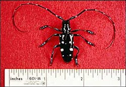 An Asian longhorned beetle is seen in an undated photo released by the U.S. Department of Agriculture. State and federal agriculture officials on Wednesday, July 13, 2005, warned that the destructive Asian beetles have been found near a Sacramento, Calif., warehouse and dispatched federal firefighters to climb nearby trees to search for traces of the insects. An Asian longhorned beetle is seen in an undated photo released by the U.S. Department of Agriculture. State and federal agriculture officials on Wednesday, July 13, 2005, warned that the destructive Asian beetles have been found near a Sacramento, Calif., warehouse and dispatched federal firefighters to climb nearby trees to search for traces of the insects.