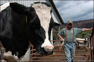 Rob Gobrecht of Emeigh with his cow, 'Legs,' that was rescued from a vat of liquid manure.