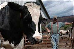 Rob Gobrecht of Emeigh with his cow, 'Legs,' that was rescued from a vat of liquid manure. Rob Gobrecht of Emeigh with his cow, 'Legs,' that was rescued from a vat of liquid manure.