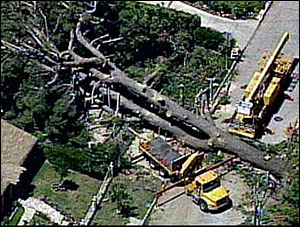 1178657206554 10699295