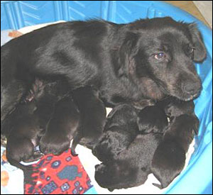 Smokey and her puppies