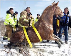 The horse was able to stand and was led to a barn.