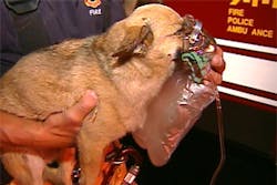 The dog was given oxygen and is expected to recover. The dog was given oxygen and is expected to recover.