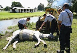 Horse1 10561631 Horse1 10561631