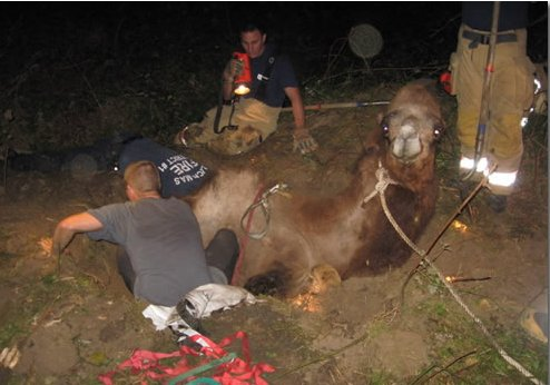 Clackamas firefighters worked for hours to free a camel trapped in a sinkhole outside of Portland.