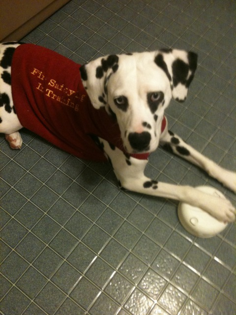 Siren And Vest 1 jpg 10459579