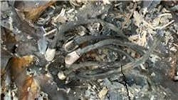 Photo 1: Remains of wooden matches are found at the point of origin for this wildland fire. Photo 1: Remains of wooden matches are found at the point of origin for this wildland fire.