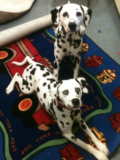 Siren And Tango jpg 10459554