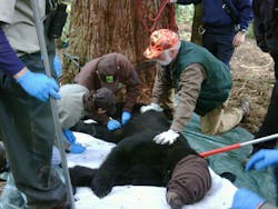 A sedated male black bear rests after being lowered from a tree by ropes experts from Tualatin Valley Fire and Rescue.