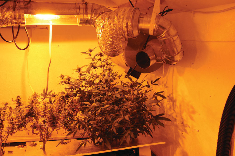 Fire hazards at indoor marijuana growing operations include exposed live wires, wire bundles, wires exposed to water or in contact with water and large number of high-intensity light bulbs. Some grows also will use extra exhaust fans, which can spread fire in such a location.