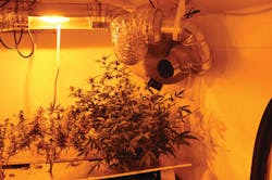 Fire hazards at indoor marijuana growing operations include exposed live wires, wire bundles, wires exposed to water or in contact with water and large number of high-intensity light bulbs. Some grows also will use extra exhaust fans, which can spread fire in such a location.