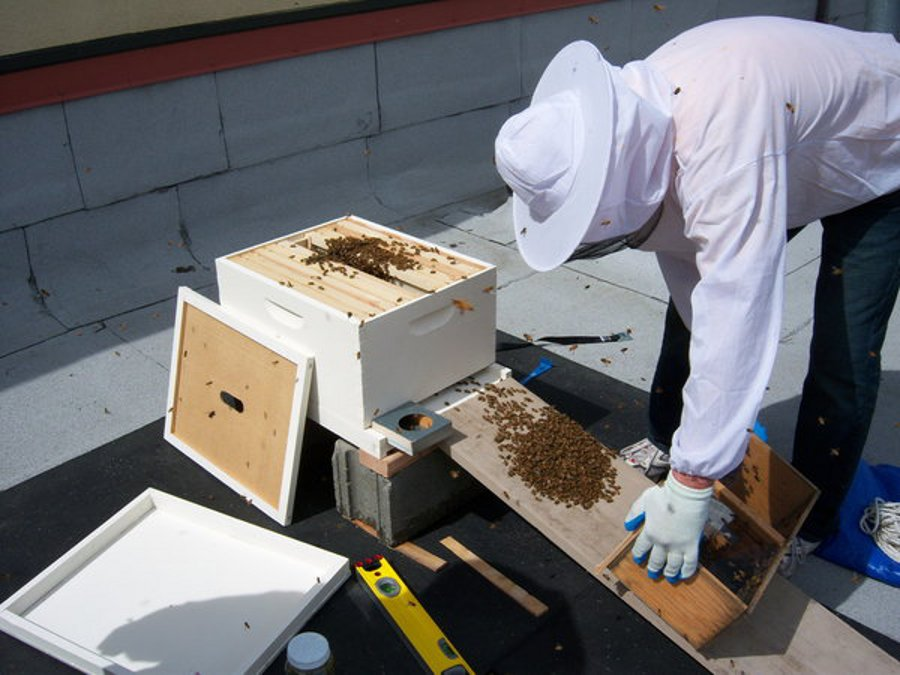 Washbeehive 10705921