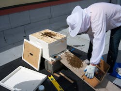 Washbeehive 10705921 Washbeehive 10705921