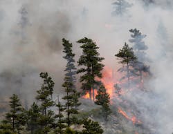 Fire burns through trees on the Hewlett wildfire in the Poudre Canyon northwest of Fort Collins, Colo., on May 17.