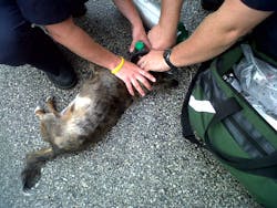 EMS runs give you a chance to show compassion while offering life saving measures to your patients. EMS runs give you a chance to show compassion while offering life saving measures to your patients.