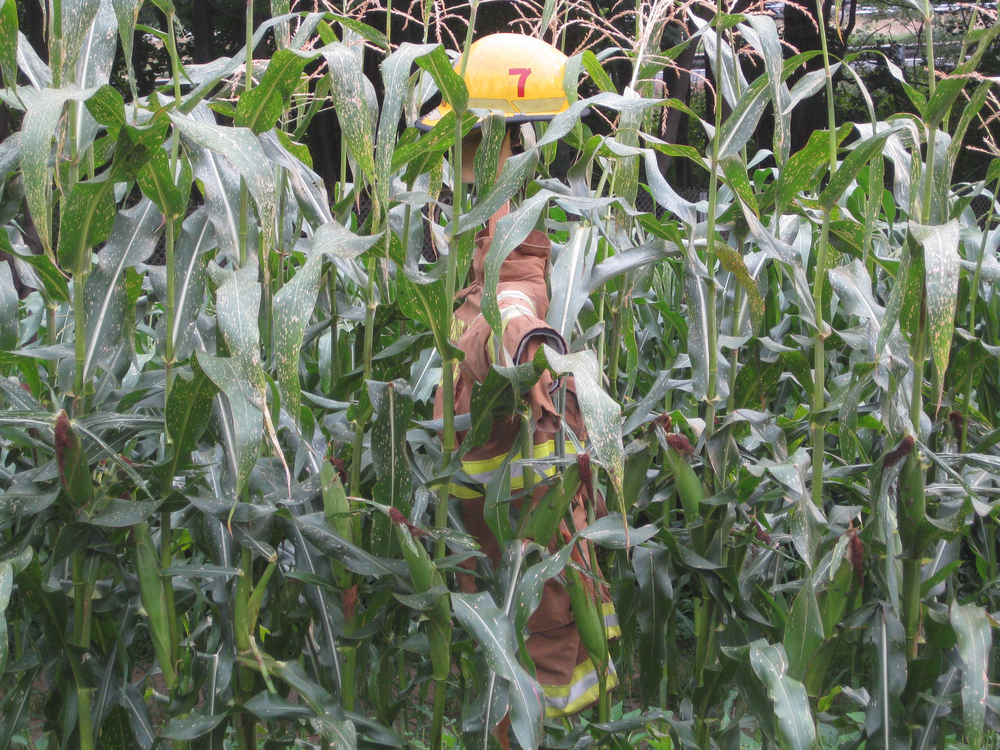 A vegetable garden created during the study by firefighters at Howard County Fire and Rescue's Bethany Station is seen, equipped with a firefighter scarecrow.