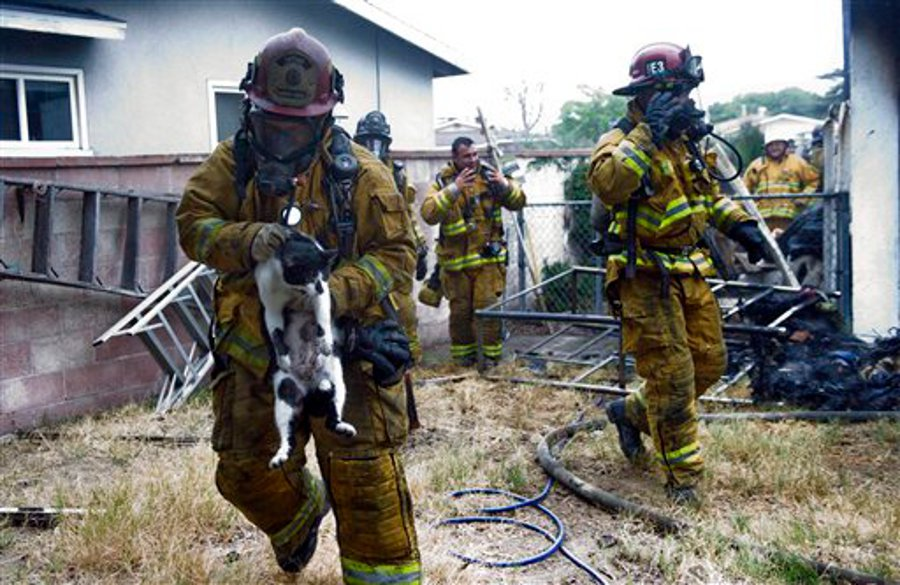 Garden Grove Fire Department Captain Albert Acosta, left, struggles with a cat that was rescued from a fire on June 21.