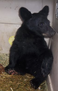 An injured black bear cub alone in the Mustang Complex wildfire might be out of the woods after a coordinated rescue effort by state and federal employees as well as firefighters. An injured black bear cub alone in the Mustang Complex wildfire might be out of the woods after a coordinated rescue effort by state and federal employees as well as firefighters.