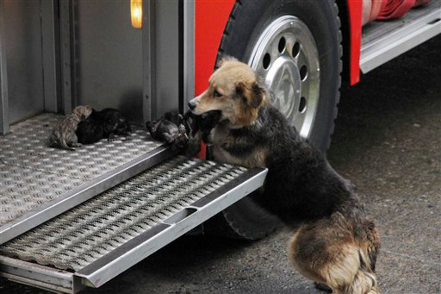 A German Shepard named Amanda carries one of her five puppies from the flames that destroyed the house where she lived and places them in a fire truck in Temuco, Chile.