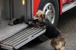 A German Shepard named Amanda carries one of her five puppies from the flames that destroyed the house where she lived and places them in a fire truck in Temuco, Chile.