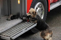 A German Shepard named Amanda carries one of her five puppies from the flames that destroyed the house where she lived and places them in a fire truck in Temuco, Chile. A German Shepard named Amanda carries one of her five puppies from the flames that destroyed the house where she lived and places them in a fire truck in Temuco, Chile.