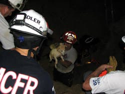 Firefighters from Williston, Levy County and members of a technical rescue team from Marion County teamed up to free the Jack Russell Terrier on Aug. 27. Firefighters from Williston, Levy County and members of a technical rescue team from Marion County teamed up to free the Jack Russell Terrier on Aug. 27.