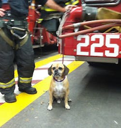 FDNY firefighters Engine 225 and Ladder 107 in Brooklyn reunited a lost dog with its owner on Oct. 16. FDNY firefighters Engine 225 and Ladder 107 in Brooklyn reunited a lost dog with its owner on Oct. 16.