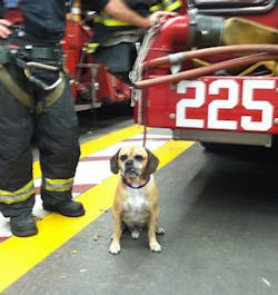 FDNY firefighters Engine 225 and Ladder 107 in Brooklyn reunited a lost dog with its owner on Oct. 16.