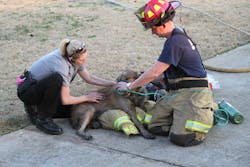 Barrow Firefighter Dog Rescue 2