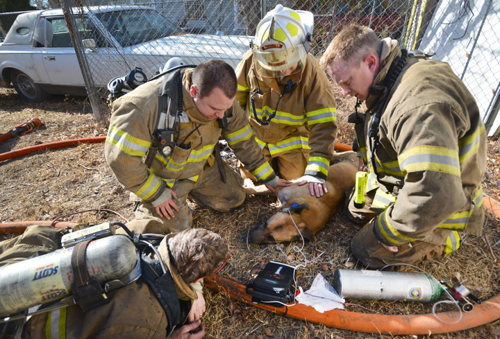 Fort Worth Dog Rescue 4 10848827