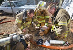 Fort Worth Dog Rescue 4 10848827 Fort Worth Dog Rescue 4 10848827