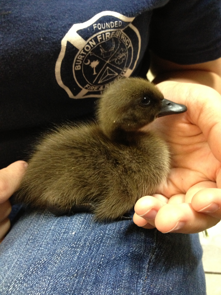 Cynthia Mills and her daughters saw this duckling born Tuesday night as tragedy erupted in West, Texas.