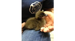 Cynthia Mills and her daughters saw this duckling born Tuesday night as tragedy erupted in West, Texas.