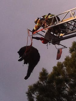 A Colorado Springs firefighter rescues a bear from a tree.