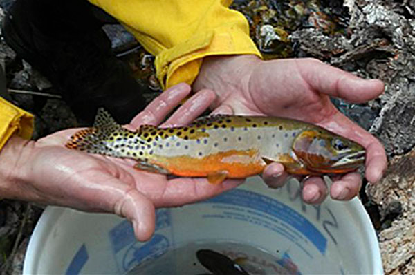 This undated image provided by the New Mexico Department of Game and Fish shows one of about 49 Rio Grande cutthroat trout taken from a small creek threatened by the Tres Lagunas wildfire, ensuring the pure strain of native fish will survive if the fire threatens its watershed, near Pecos, N.M.