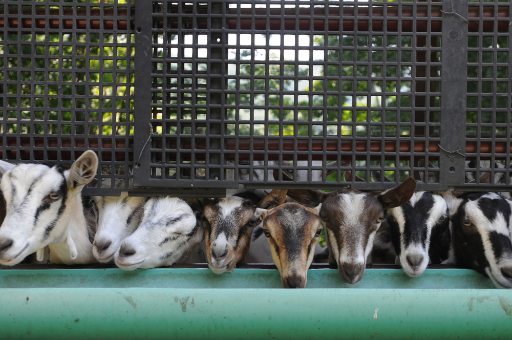 Goats watch firefighters extinguish a manure pile.