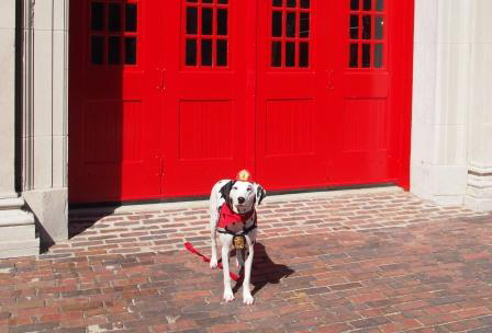 Molly the Fire Safety Dog after her tour the Fire Museum of Memphis.