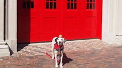 Molly the Fire Safety Dog after her tour the Fire Museum of Memphis.