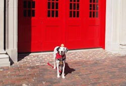 Molly the Fire Safety Dog after her tour the Fire Museum of Memphis. Molly the Fire Safety Dog after her tour the Fire Museum of Memphis.